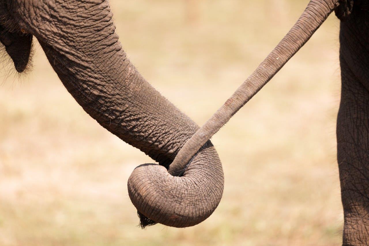 Trompe accrochée à une queue d'éléphant