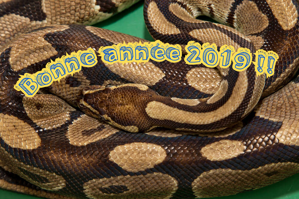 Bonne année 2019 ! Bonne année 2019 !